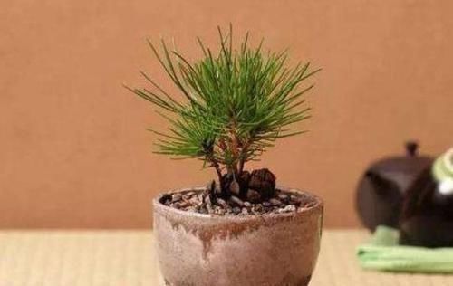 种植|多捡些松果带回家,一处理埋土里,轻松长成精致的绿植盆景