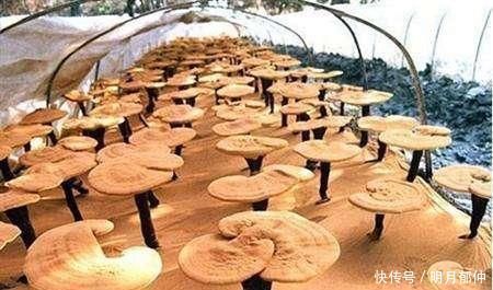 被誉为“仙草”炒到上万一斤,如今堆成山没人要,农民:成笑话