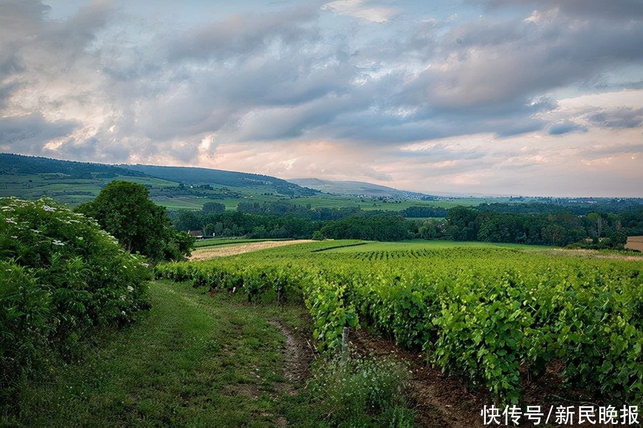 杀“熟”|边看边聊 | 买主