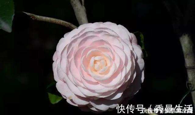 花中娇客|中国传统名花“花中娇客”,30种茶花一开,美了十里八乡
