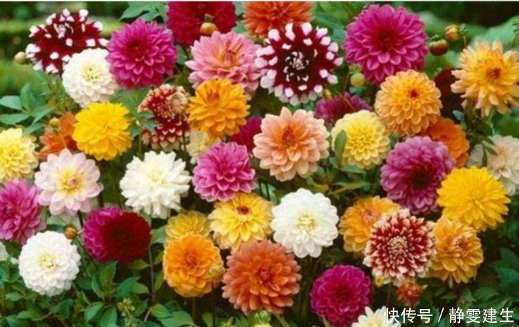 4种花,扔土里就能开花,花期长,颜色丰富,年年开花美翻