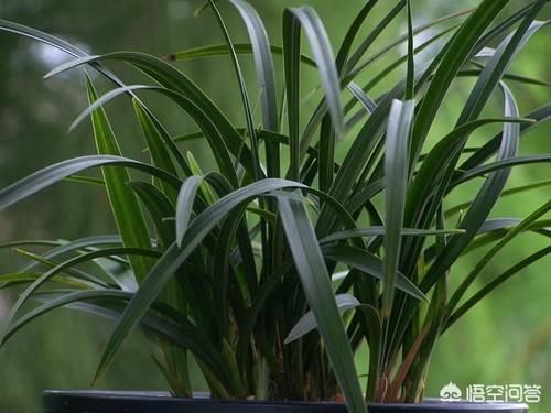 兰花休眠期能施肥吗？