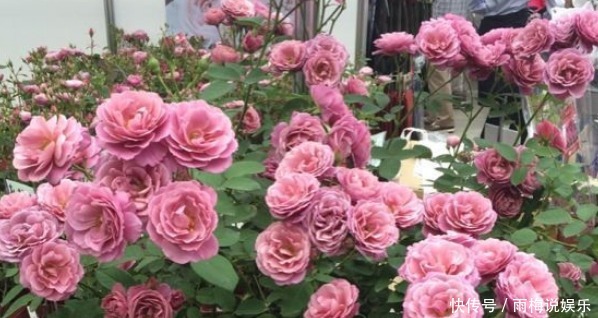  清新|喜欢养花，不妨养菊花精品海天一色，清新淡雅，美轮美奂