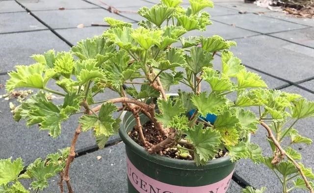 花苗越老越值钱这5种花的老桩，买了就上当