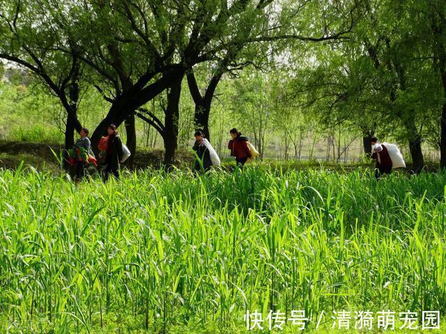 这4种野菜自带“毒素”，为了健康别偷懒，记得要焯水，收藏了