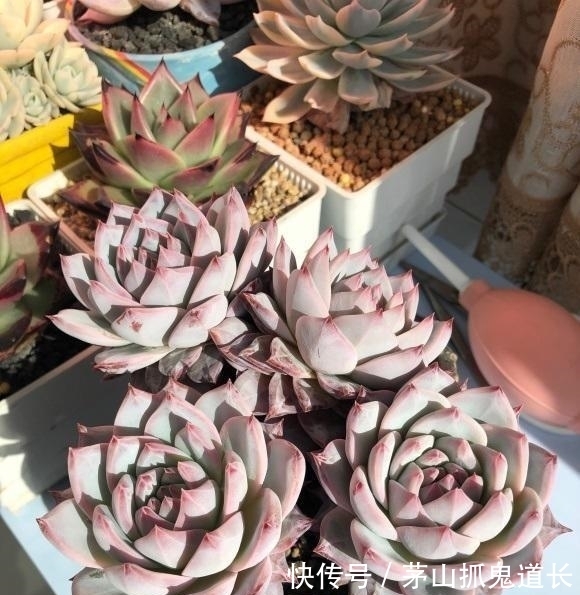 懒招|懒人养多肉,学会用“懒招”,不用怕烂根,长得快,状态还很好