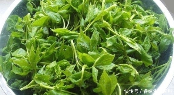 农村有种野草,48元1斤,种植它成本不高,且市场需求量较大!