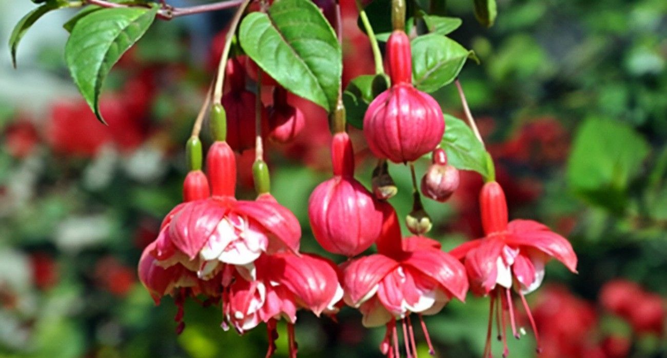 养花|养花试试这几款,放在阳台超级美