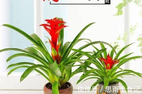 发财树|寓意吉祥的“五种花”,好养又吉祥,是打造高端家居的不二选择