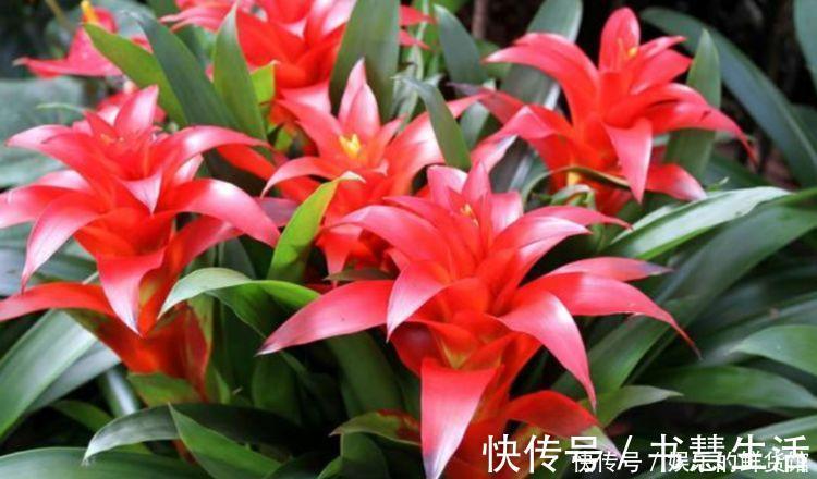 珍珠芦荟|4种花寓意好,家里养一盆,增福又纳财,养100盆也不嫌多!