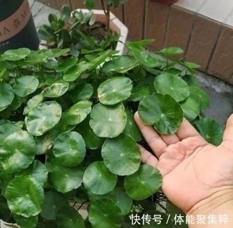 铜钱草不长个“从里到外”改一改,猛蹿10厘米,大叶挤满小花盆!