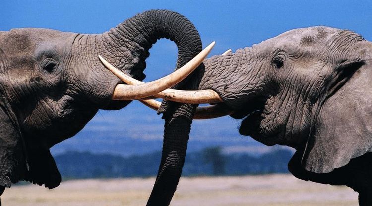 重五吨的大象都会被天敌吃掉，为何食肉动物却不“动”骆驼？