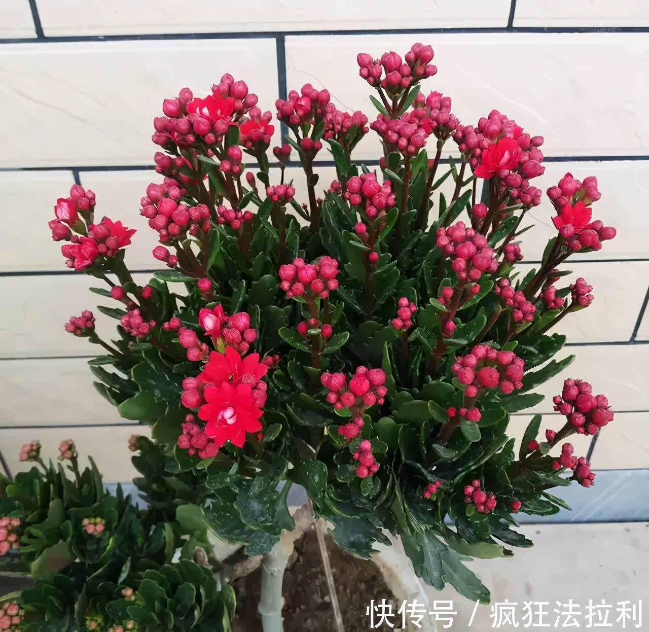 3种“懒人花卉”,不用勤浇水施肥,也能快速生长花很漂亮