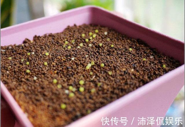 便宜|阳台养多肉，桃蛋粉嘟嘟，一生百，百生千，变成小桃林