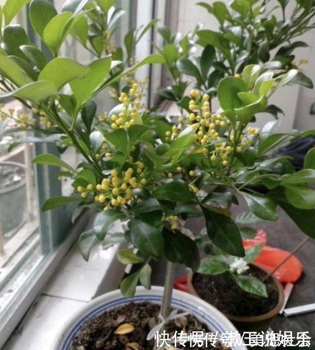 米兰花|温度达到“30度”,2种花还能“扦插”,留下枝条插土里,冒根系