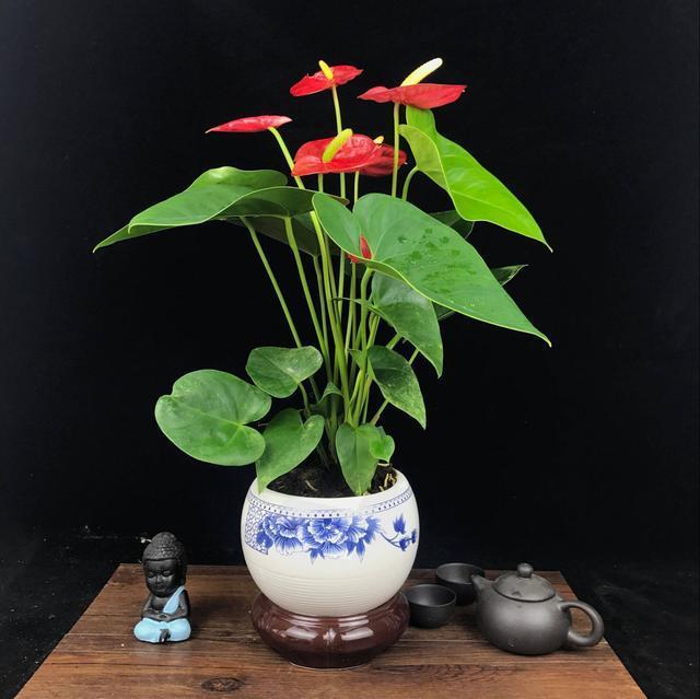 养红掌,5点“小技巧”,1盆养10年,花儿红彤彤,四季开花不断