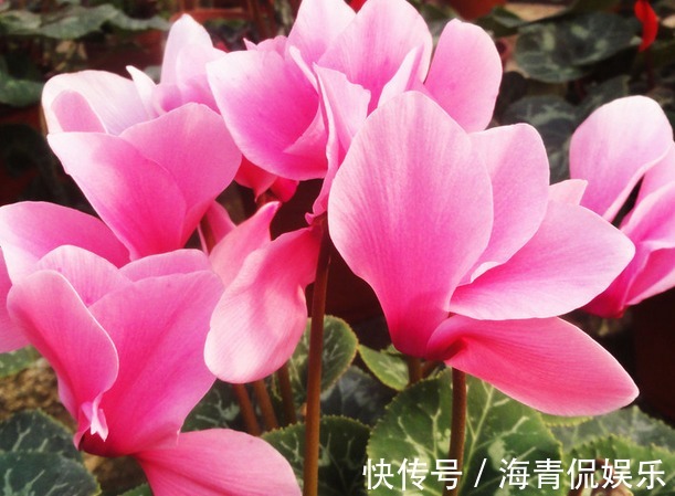 喜欢菊花,不妨养盆墨菊,似花中仙子,花色多又艳,养在家中美