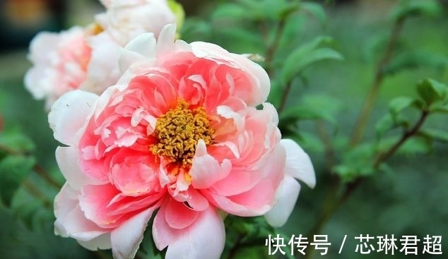 农历9月25霜降后，养什么花？以下3种花，富贵安康喜气盈盈