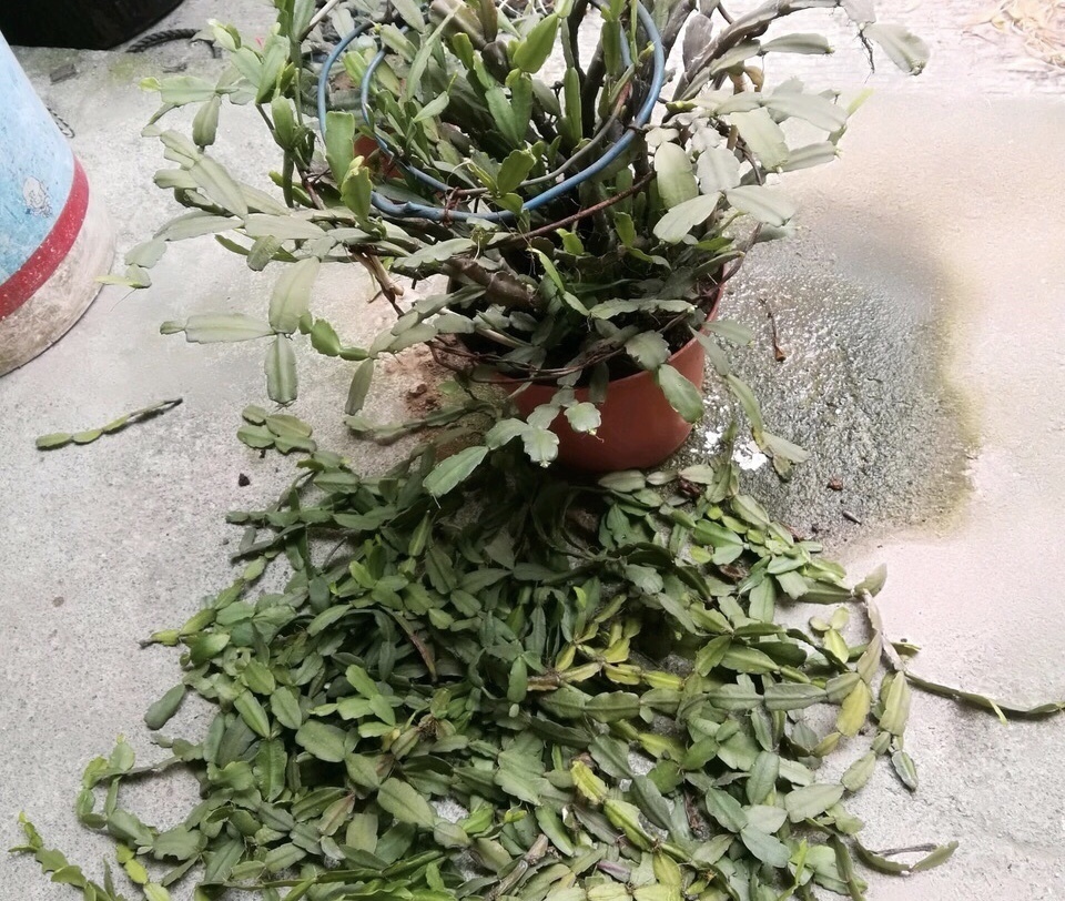 李姐|她的蟹爪兰“养成”大花球,一盆开花上百朵,秘诀有3个