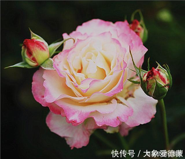 花朵|“河本女士,你的月季飞起来了!”聊聊那些仙到飞起的河本月季