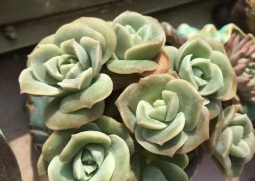 多肉可爱玫瑰如何叶插教你3个小步骤，叶插生根快越长越旺盛