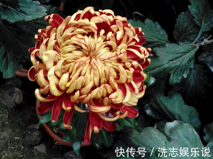 克里斯蒂娜|喜欢菊花,首选“国华系列”国华雨露,似菩萨宝座,雍容端庄