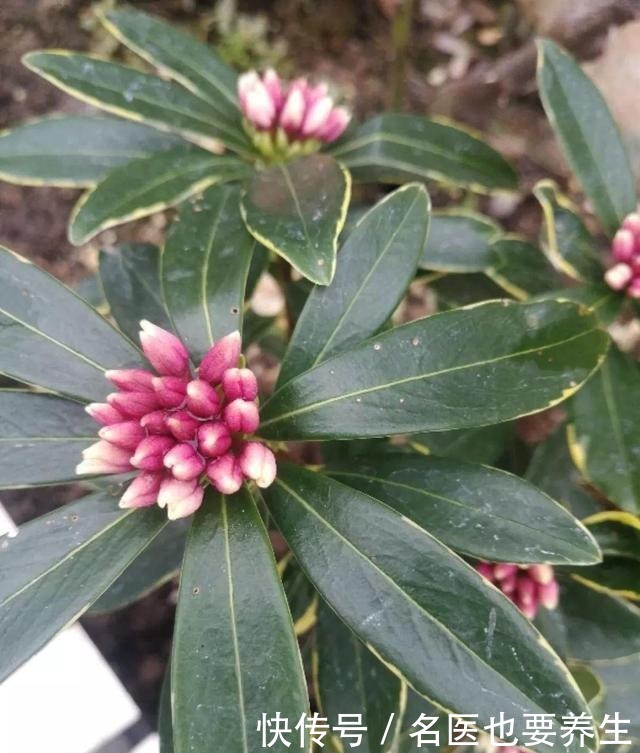 花香堪比香水,邻居大妈都追着问,眼馋极了!