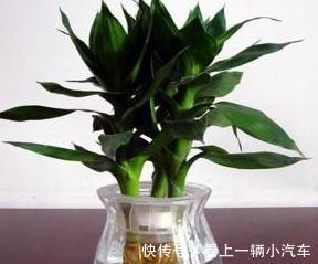 客厅养上3种花，大气上档次，空气清新，观赏性高，试试吧