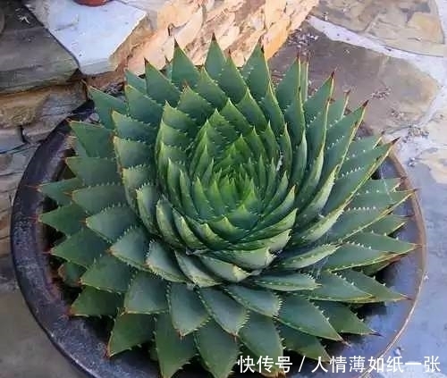 神“造”般的植物奇景,仿佛画作精品,小编已深深着迷!