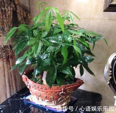 补充水分|这些镇宅盆景摆放在客厅,可让人身心愉悦,最受富人青睐