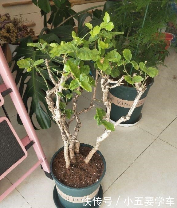 茶叶水|浇水时的3个坏习惯，赶紧丢掉，不然土壤硬得像石头！