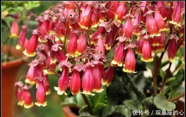 长寿花“夏必死”？避开误区“撒欢长”，还能再绽放小半年