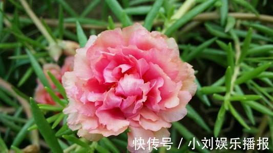 入秋扦插“6种花”，7天就生大白根，告别“黑腐烂”呼呼窜大个
