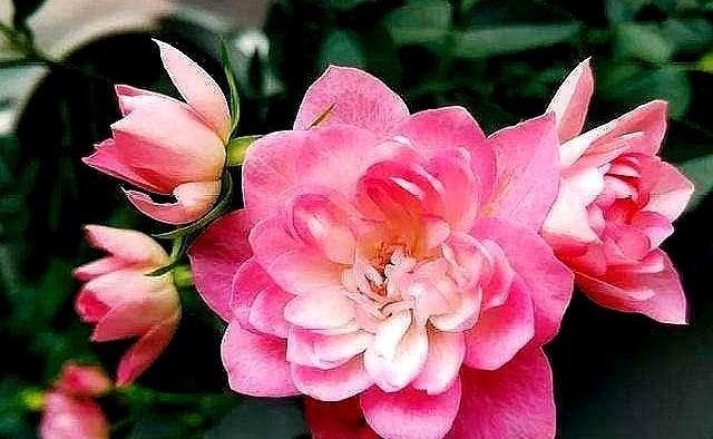 这花开花真勤快,一年开花不停,一株多色形如荷花,易养易爆盆