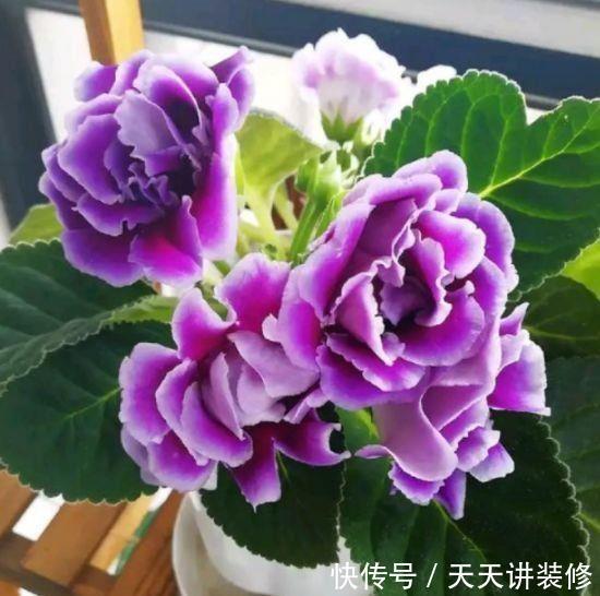 几款花卉,好养又漂亮,一养就上瘾颜值超高的