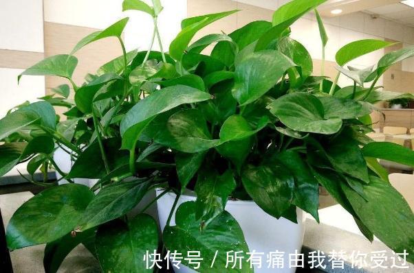 家庭养花摸清采光好与坏的区别，室内盆栽什么植物都没问题