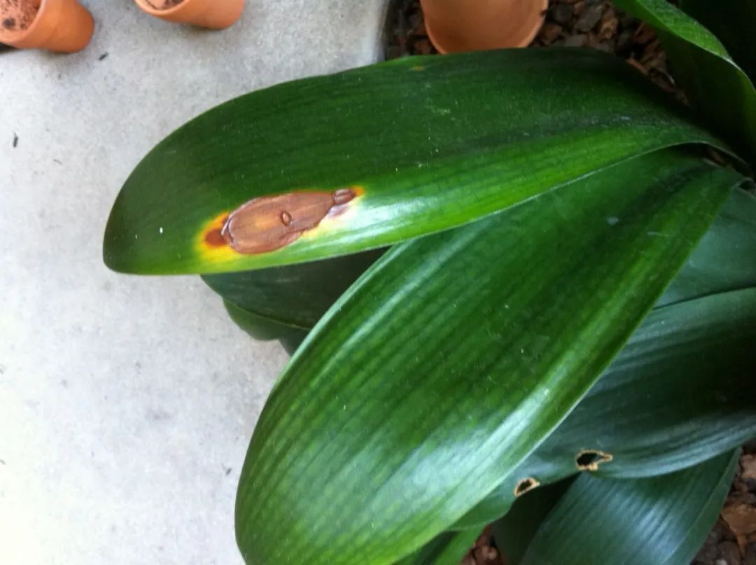 朋友|为啥很多朋友在家里养不好君子兰,有可能一开始就买错了