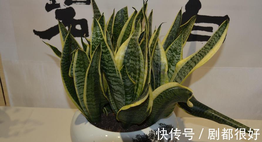 浇水|三伏天,养花难就盆栽虎皮兰,净化效果好,打理只需抓住3点