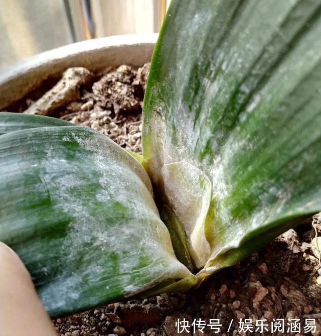 10种不能淋雨的花,淋完雨就死,盆栽养花注意事项