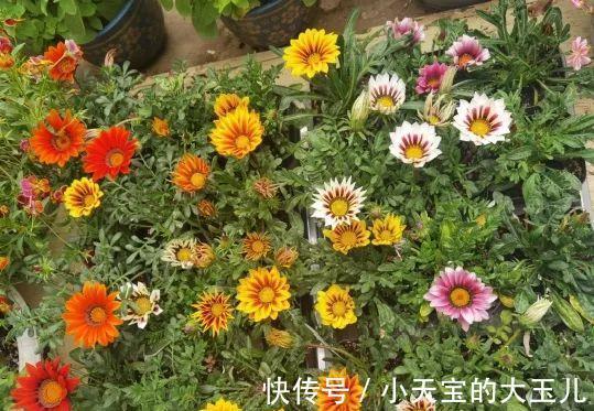 记录一下我养过的花，1000多盆都有啥