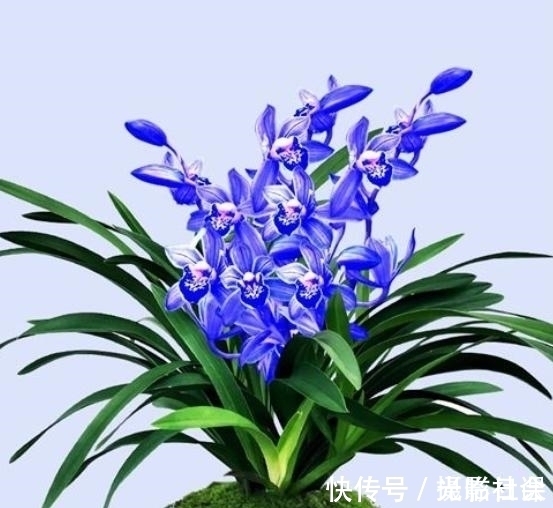 花瓣|此兰只应“天上”有,人间哪得几回闻,花色罕见,让人百看不厌