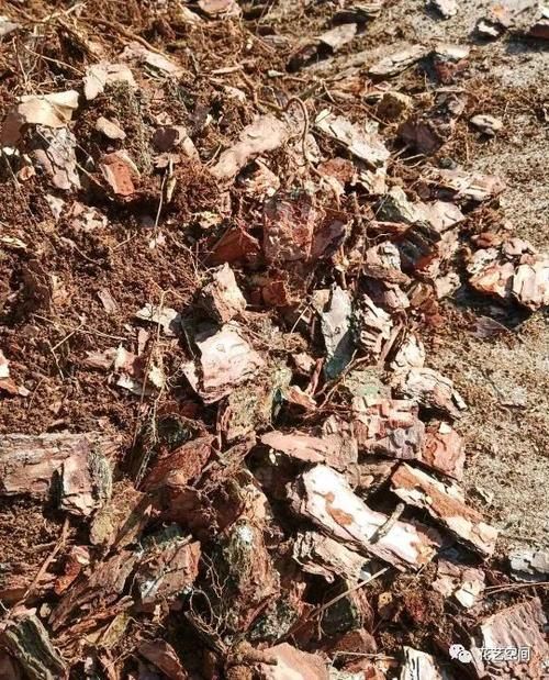 春暖花开,赶紧给这3种花换个土,加点料,三月过后疯了长!