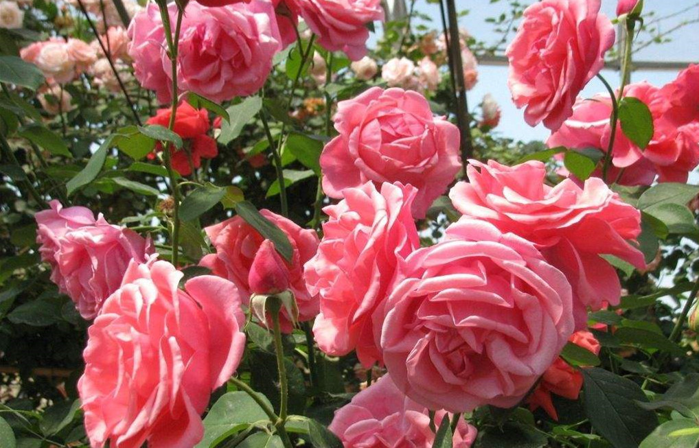 惟有此花开不厌,一年常占四时春,学好几招,让你成为养花达人