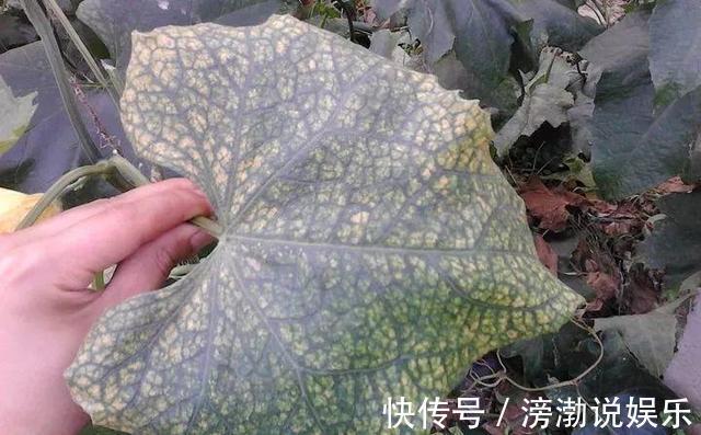 杀菌|养花上盆前,记得“多做一步”,不然“招虫子”,还烂根!