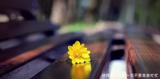 老大|头狼不容易,请尊重你的老大!