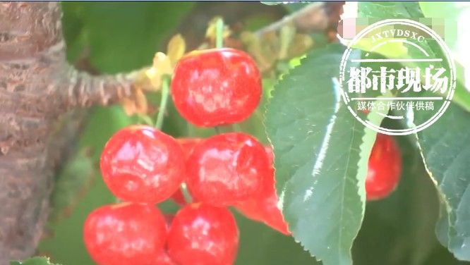 水果|女子刚进医院就晕倒，医生：这水果吃多了！