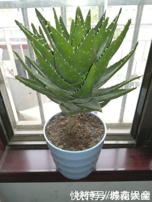 耐旱|超级耐旱花，整个冬天不浇水，还能胖一圈