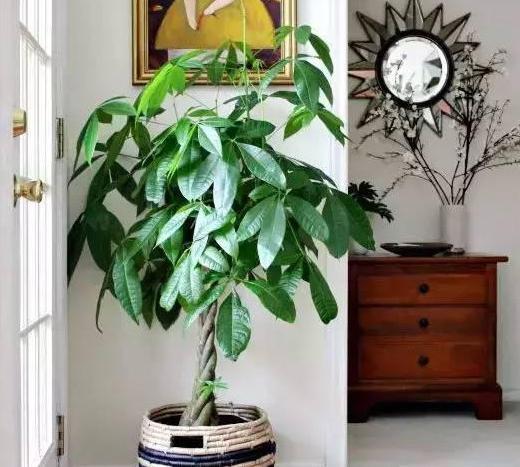 叶片|这几样花草植物,没有光也能正常长叶开花