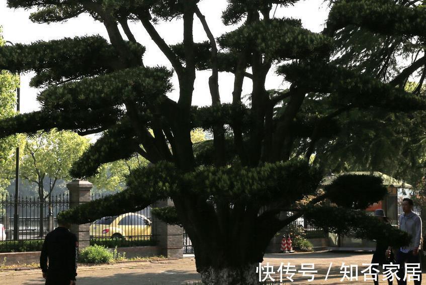 叶片|不注意这些细节，罗汉松越养越丑，养罗汉松必学的常识