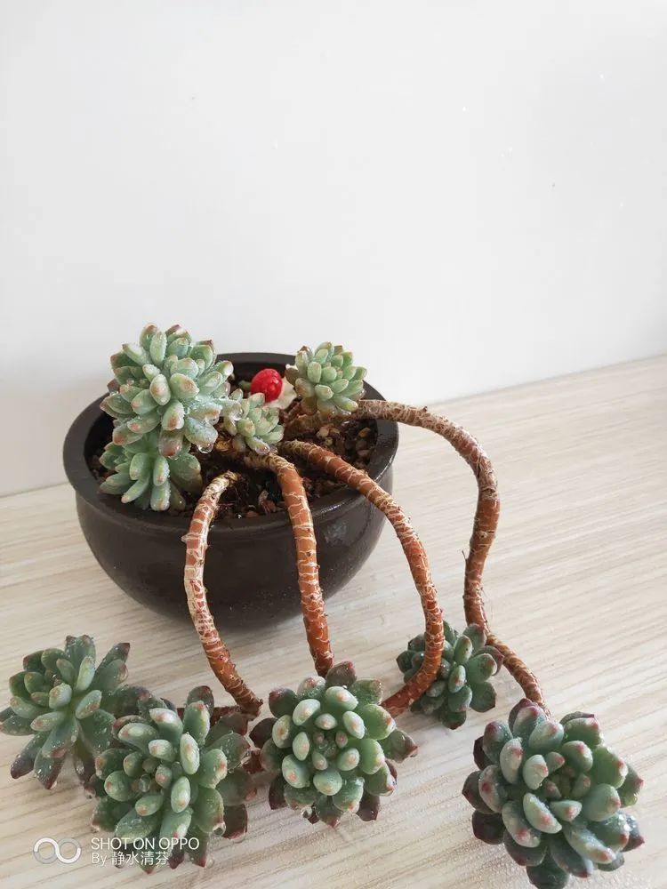 状态一般的多肉们，在我这儿已经是最美的存在了！